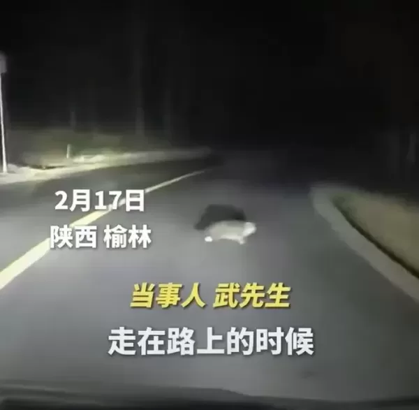 한밤중 도로로 뛰어든 고양이에 상욕했는데... 목숨 구해준 천사묘 였습니다 (영상)