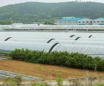 빽햄·감귤 함량 미달 이어... 백종원 더본코리아, 건축법 위반 논란
