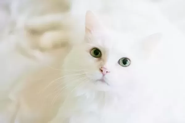 집에서 증발한 듯 사라진 반려묘 한참 찾다 포기했던 집사가 우연히 발견한 장소