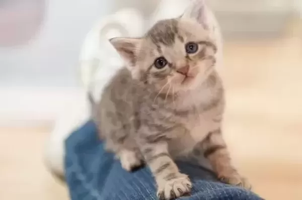 고양이 XX 오래도 사네... 아이 낳은 후, 15년 키운 반려묘 냄새 나 정떨어졌다는 여성의 글