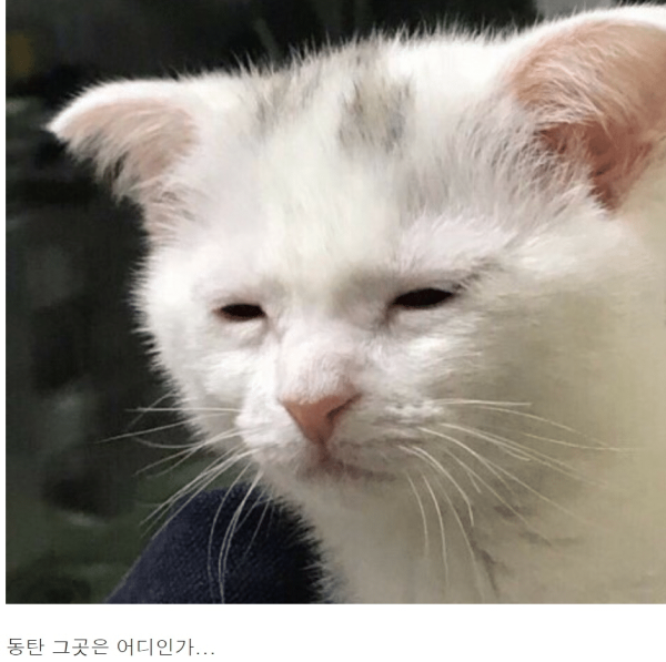 동탄신도시 아이 어머니들평균 몸매.. ㅓㅜㅑ동탄은 대체…ㄷㄷㄷ
