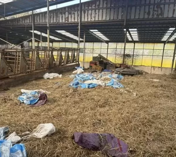 전남 해남서 집단 폐사된 소 63마리... 굶어 죽은 것으로 추정