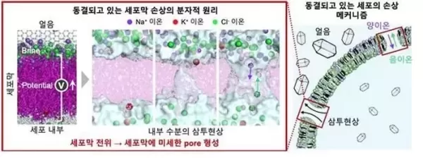 동결 세포 손상의 원인은 탈수현상... 고려대 연구진, 세계 최초로 규명했다
