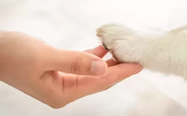 죽은 반려견 못 잊어... 3200만원에 반려견 복제 성공한 여성